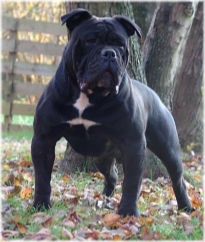 Black Victorian Bulldog